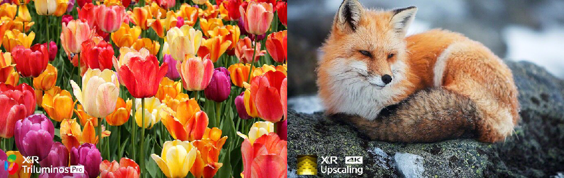 Tulips-01