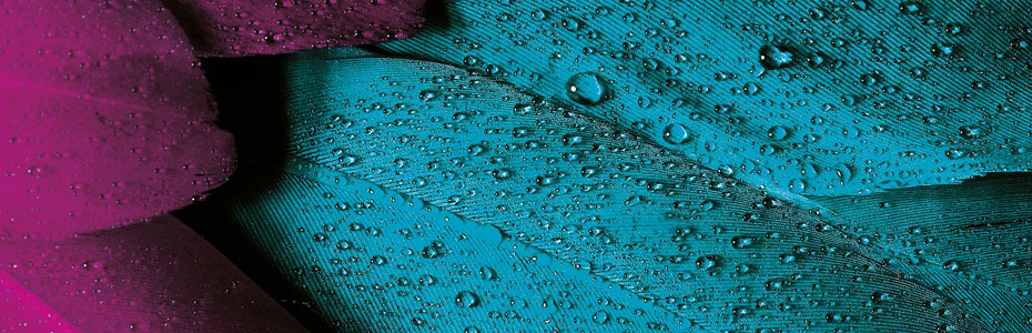 plumage-176723