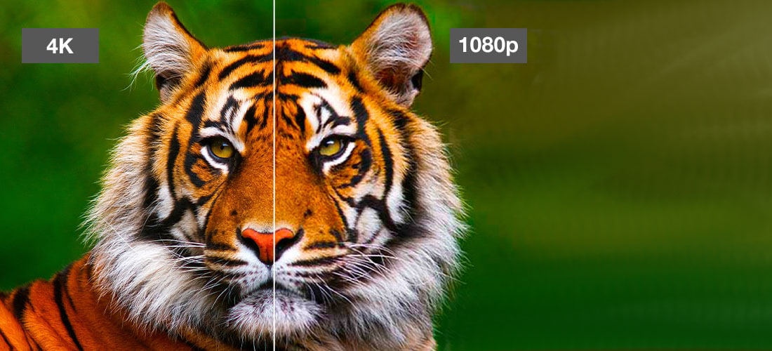 tiger
